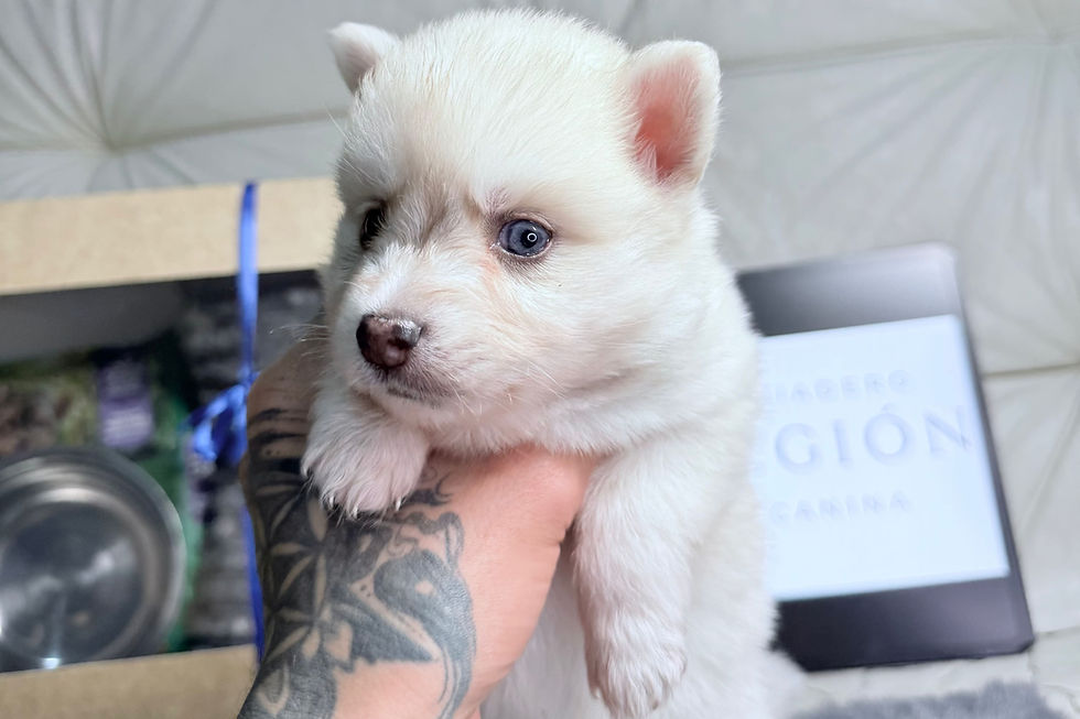 Pomsky-en-venta_edited.jpg
