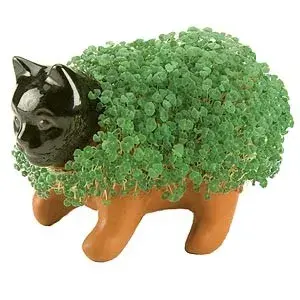 chia pet