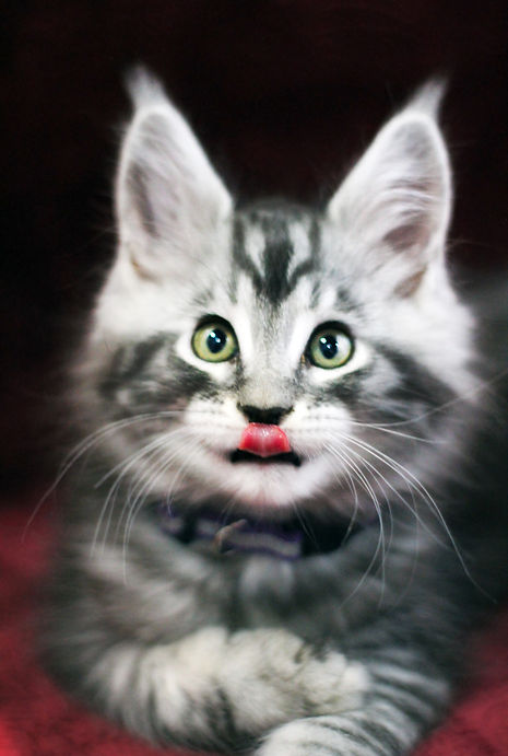 Purple Kitten 4.jpg