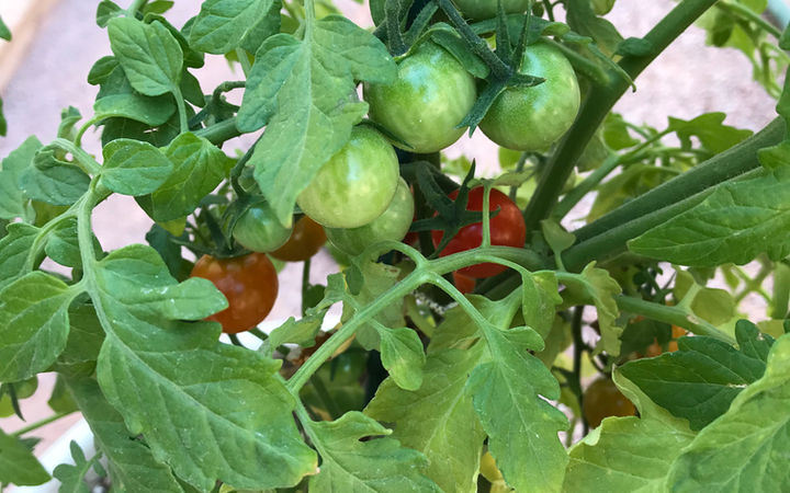 Permaculture and the Ethics of Care