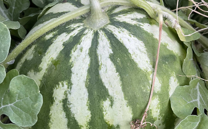 Wellness Garden: Grant Project II - Wellness Garden Project II, supported by a Seed Grant through Arizona State University.
