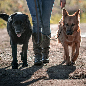 Accessoires pour vous et votre chien