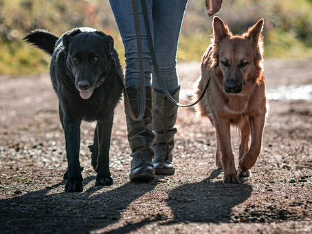 Accessoires pour vous et votre chien
