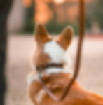 Miniature : collier-pour-chien-en-cuir-artisanal