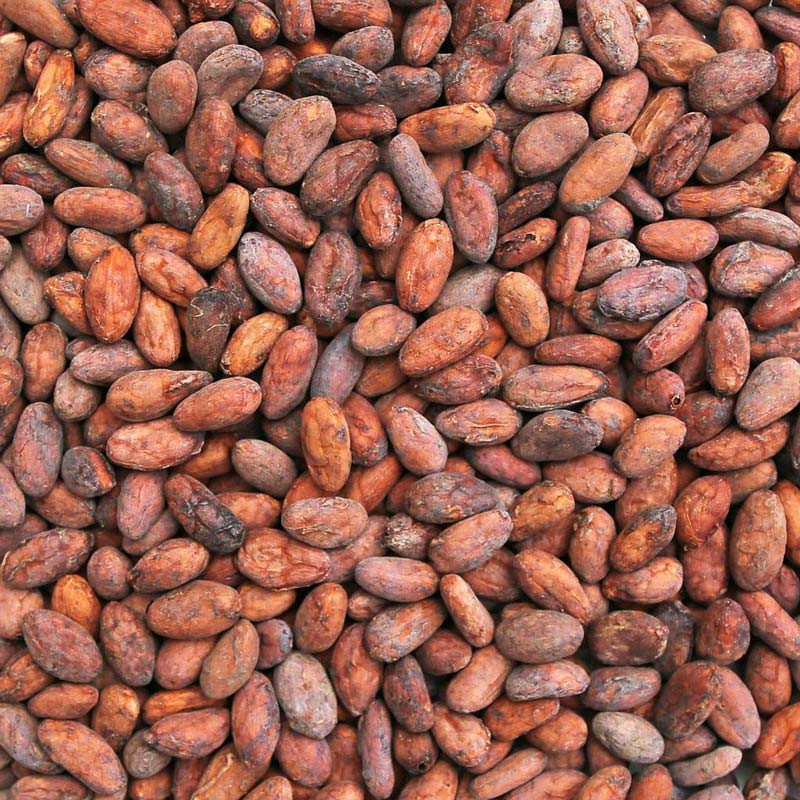 Theobroma Cacao Beans