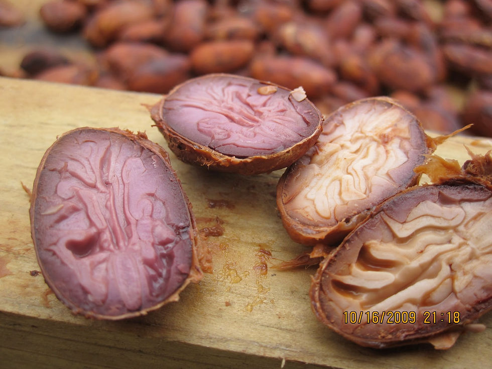 Cacao Bean Fermentation Cut Test