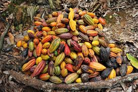 Cocoa Farm, slave-free chocolate, slave free chocolate, pono cocoa cacao pods