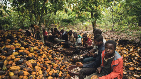 How 70% of all cocoa is farmed (Swipe).