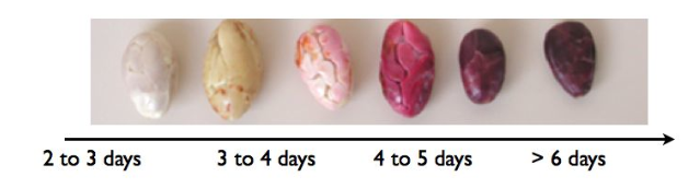 Cacao Fermentation Over Time