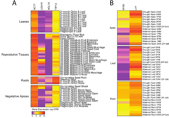 The Cacao Gene Atlas