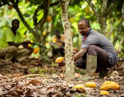 How 70% of all cocoa is farmed (Swipe).
