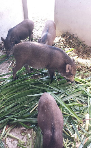 Boars - Lợn rừng hơi