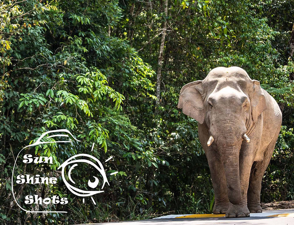 bull elephant from thailand