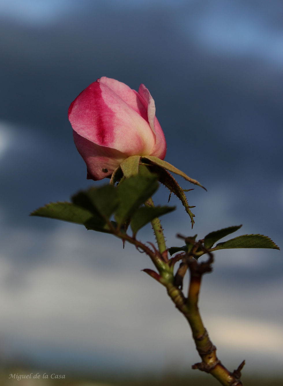 Flickr - IMG_4816web