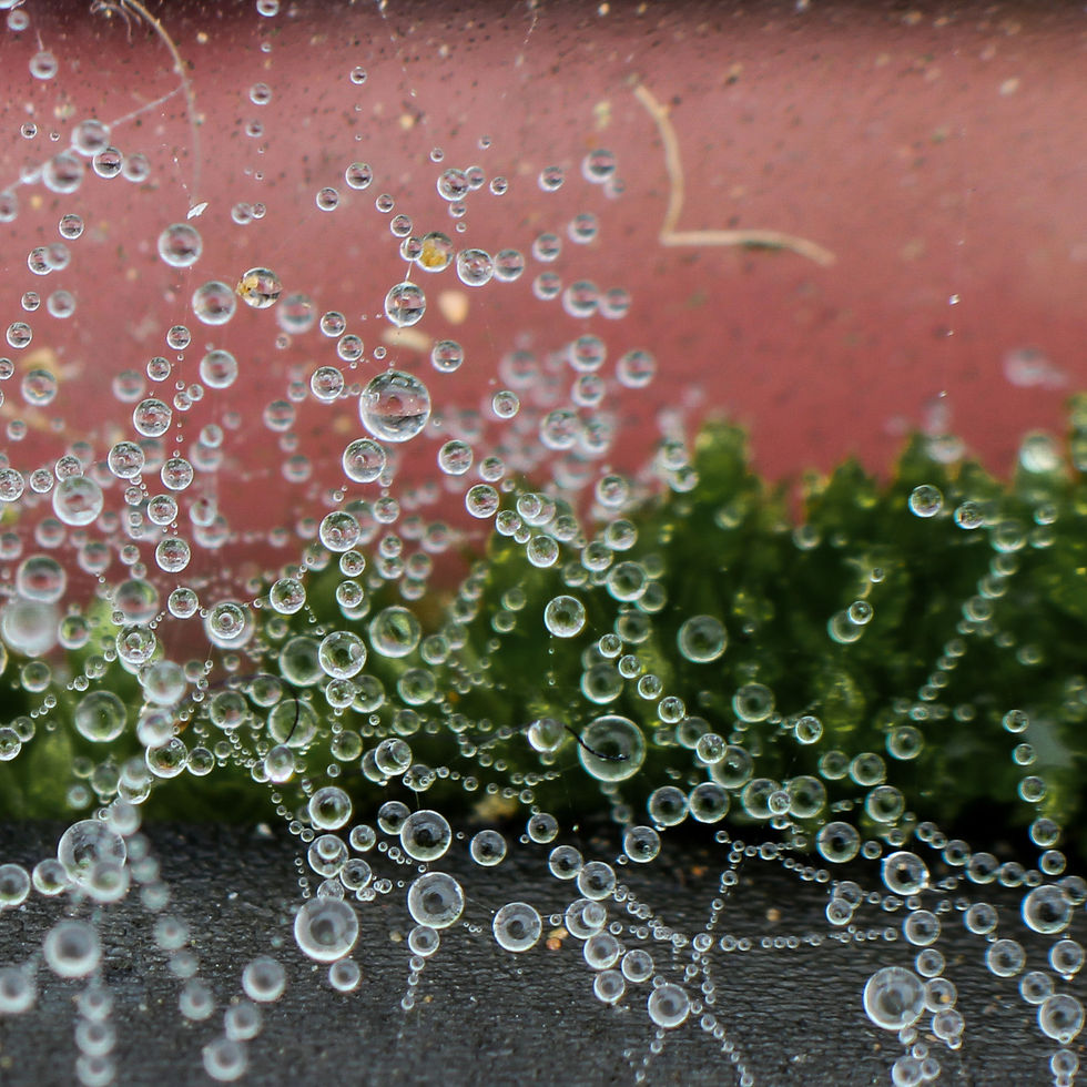 Flickr - IMG_9850web