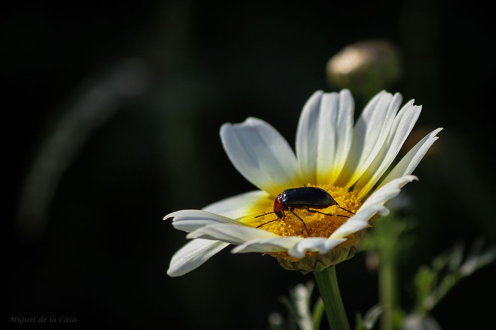 Flickr - IMG_4993web