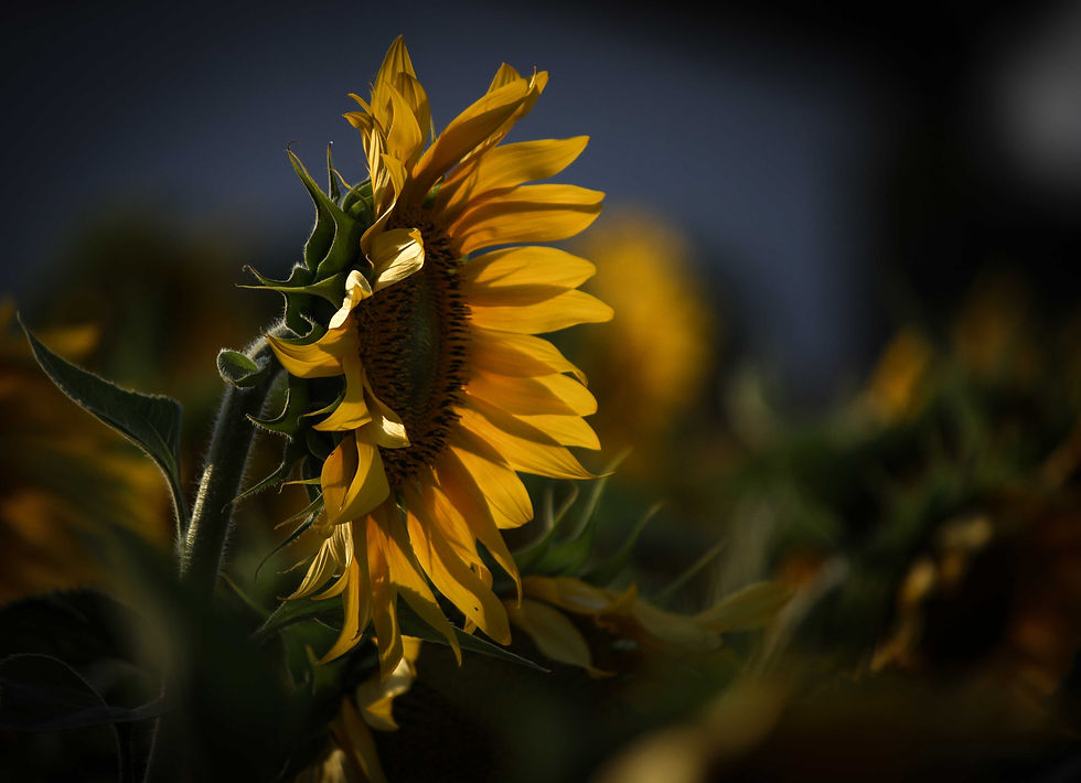 Flickr - 12