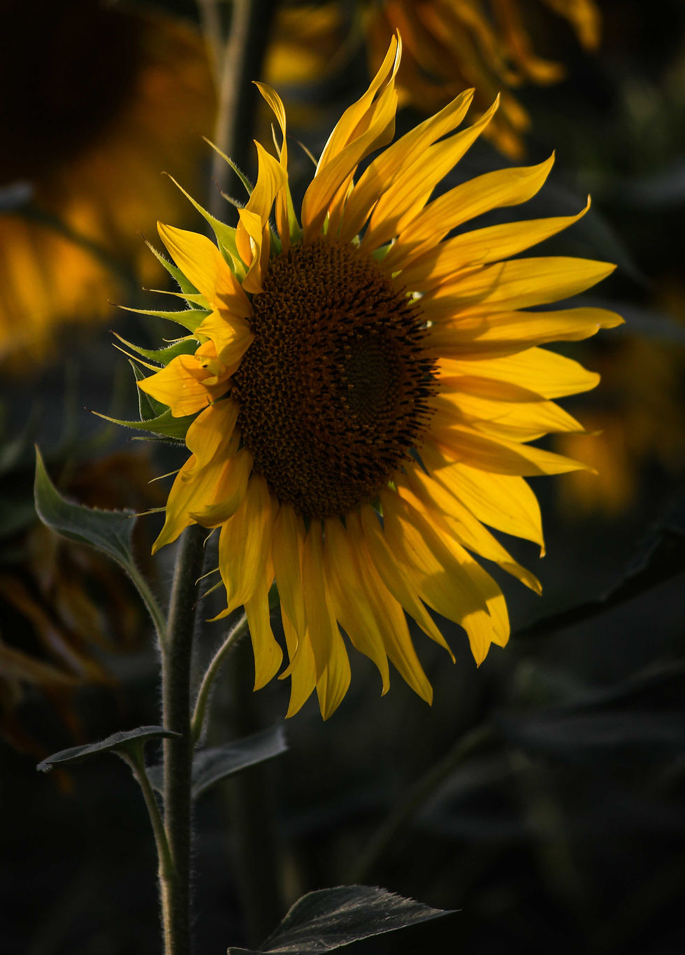 Flickr - 11