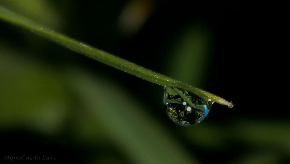 Flickr - Rocio