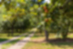 FREE for 65+yrs The Orchard’s Edible Edges