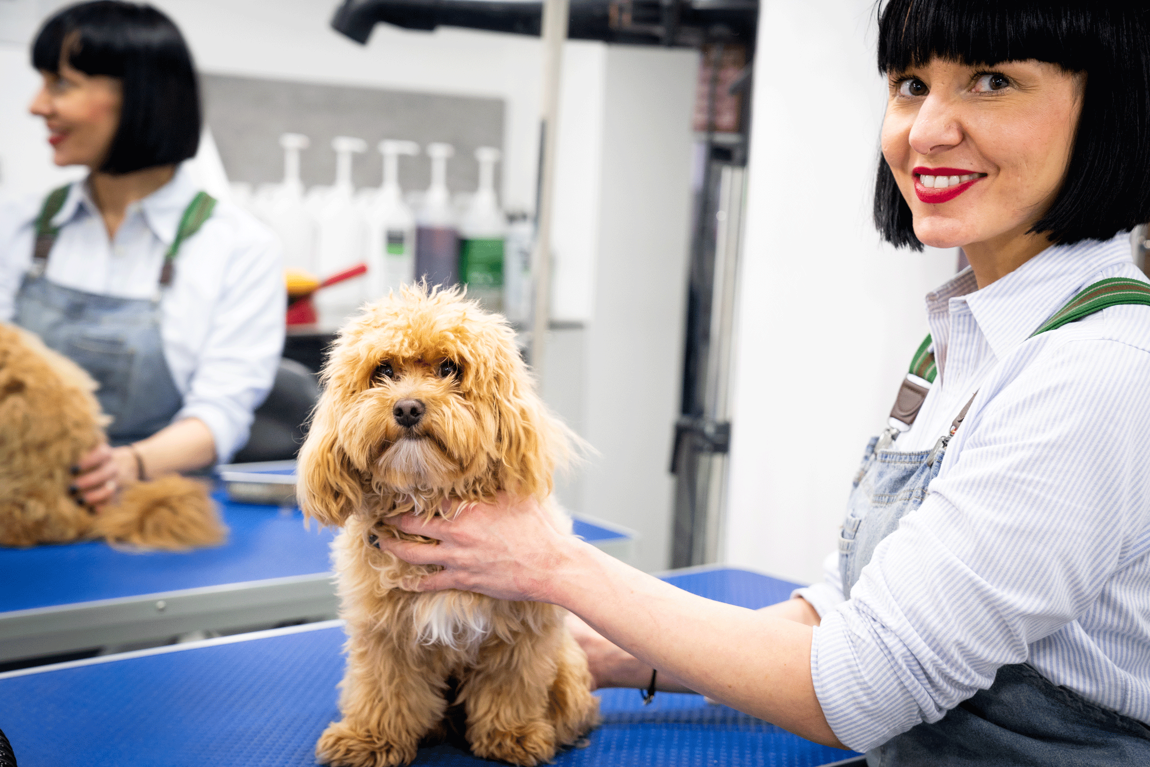Dog Grooming