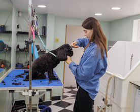 1:1 dog grooming Fulham and Wandsworth