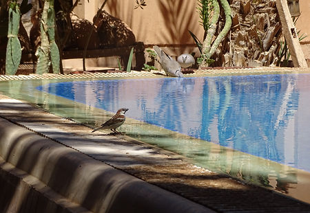 Erg Chebbi ©2016 Solidarité Bayti