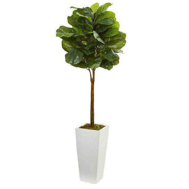 boxwood topiary