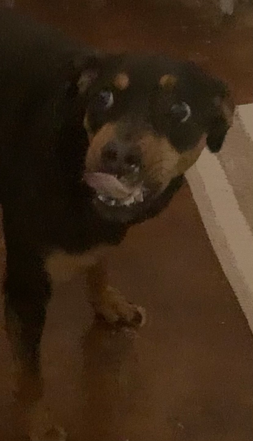 Thumbnail: Spoiled Dog Cake