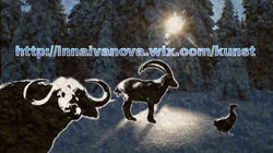 04_TanneErdeBüffelSteinbock&Ganshomepahe_V.3_03.01.2017