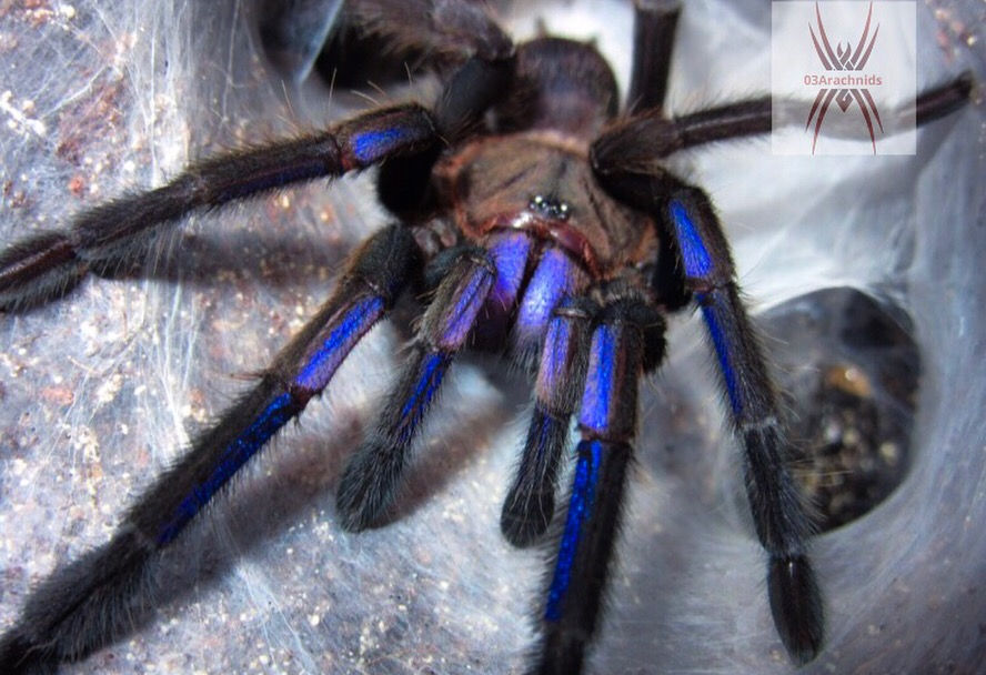 Chilobrachys sp electric blue - Imgur.jpg