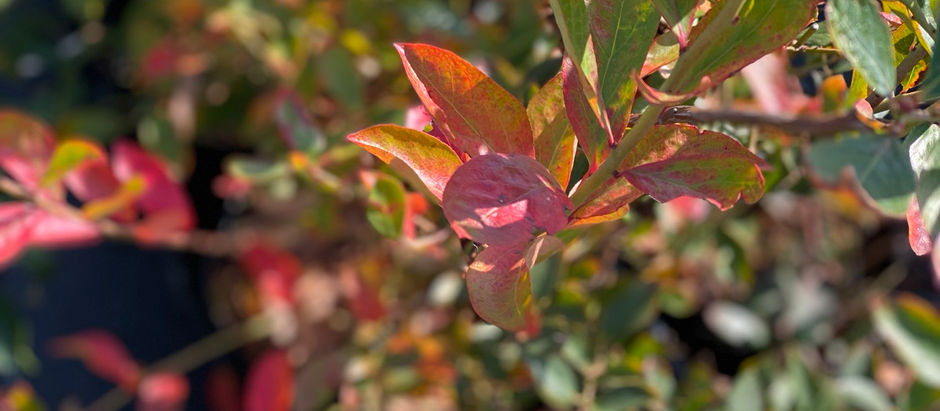 ブルーベリー園紅葉