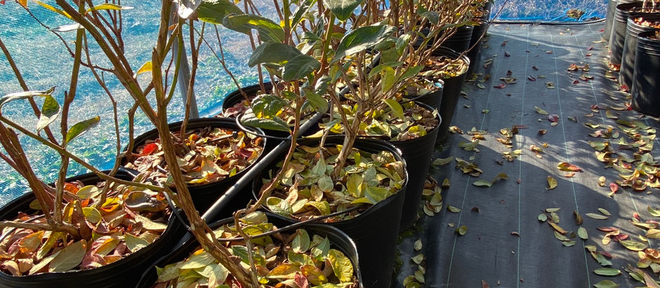 ブルーベリー剪定2日目