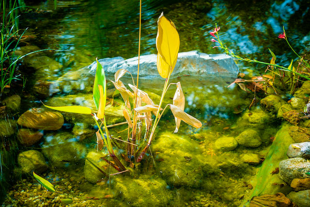 De juiste waterplanten voor een goede balans in je vijver
