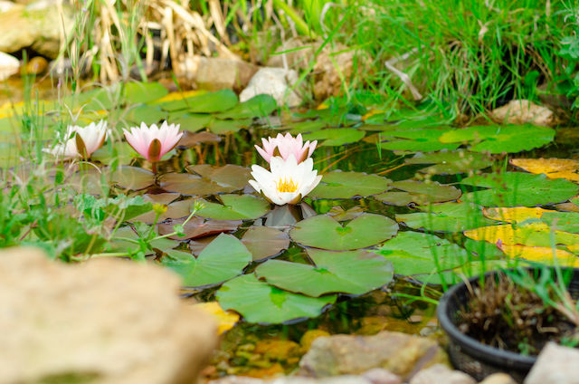 Meer biodiversiteit in je tuin met een vijver