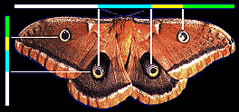 moth1.gif