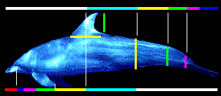 dolphin1.gif