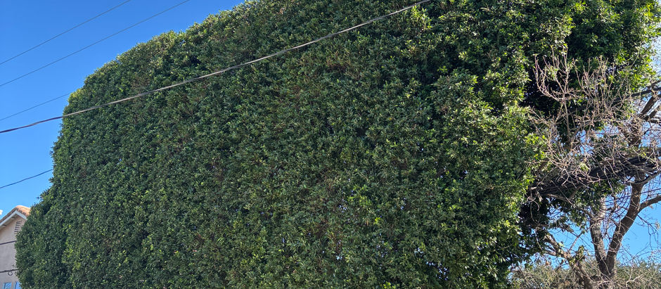 Beyond the Estimate: What Tree Care Costs Really Cover in Sylmar, CA