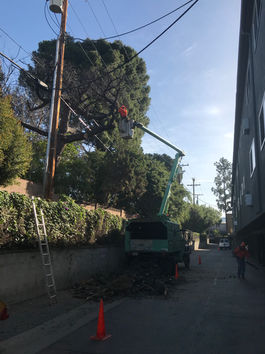 Enhancing Property Value Through Strategic Tree Management in Sylmar