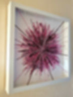 Pink Starburst02
