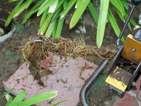 Why Should I Choose Professional Root Intrusion Removal In Sydney