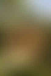 cabane bureau WAHO bardage pin avec toiture solaire, portes vitrées coulissantes, desk intérieur, autonomie éco-luxe