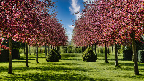 printemps pommiers fleurs_2500.jpeg