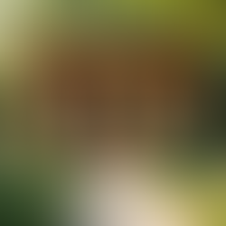 Birch Garden Buildings Guide: Quality Craftsmanship in Cheadle