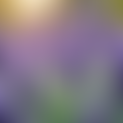 Effortless Beauty: Easy Garden Solutions for Your Outdoor Space