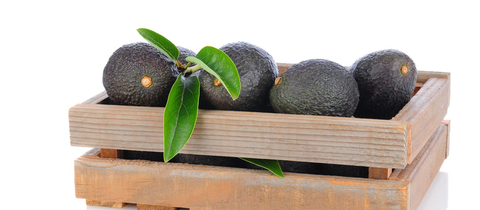 La apreciación de la fruta dorada: las etapas de crecimiento del aguacate y su clasificación