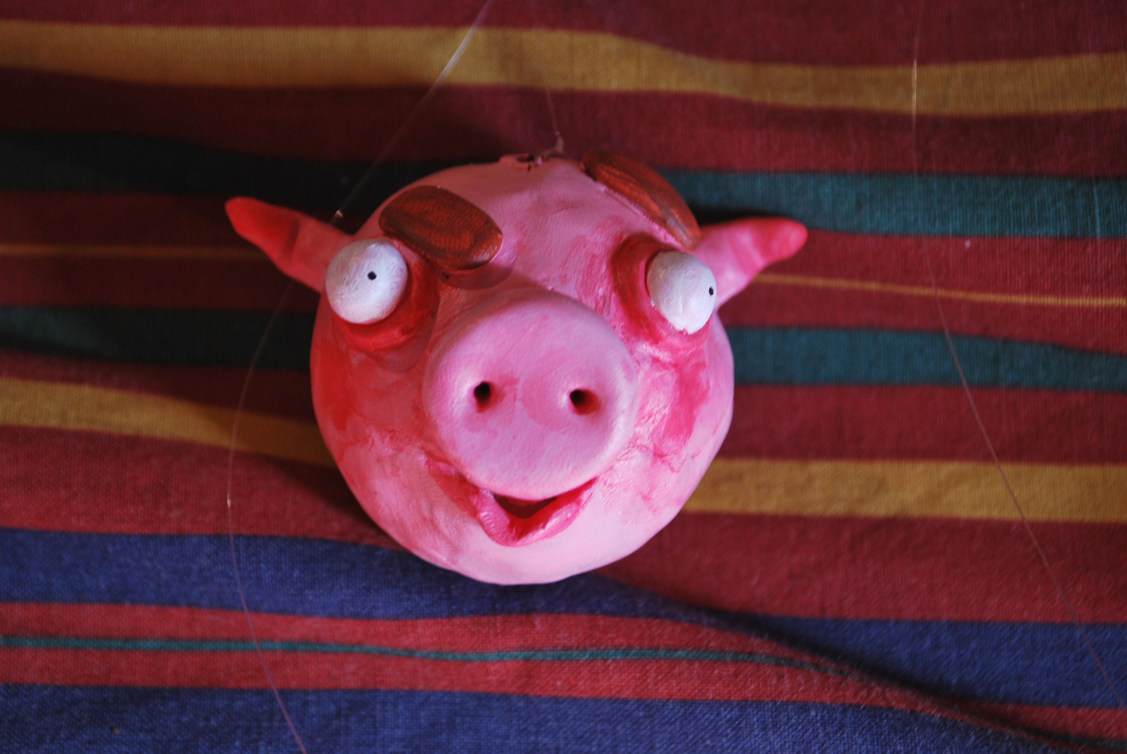 pig