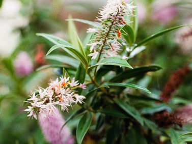 Spring Blooms in Penn Road Gardens