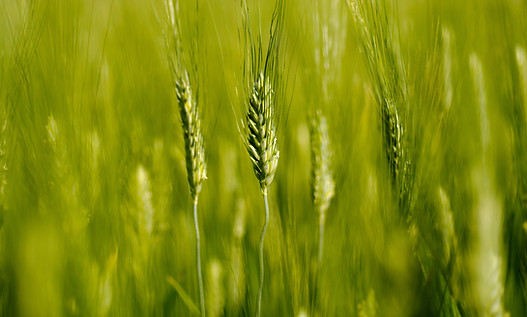 closeup-selective-focus-shot-growing-wheat.jpg