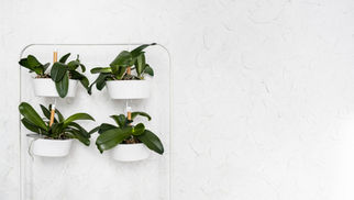 Cómo Crear un Jardín Vertical en tu Hogar